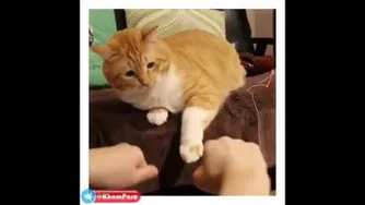گل و پوچ