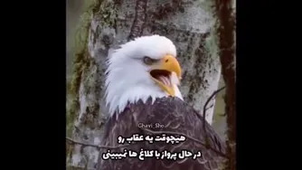 عقاب