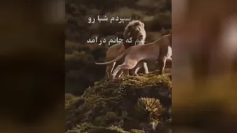 خیلی زیباست ، زدم سر به دیوار عشقت