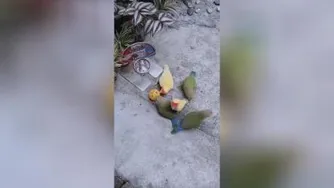 بسکتبال پرندگان