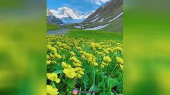 جذب نیمه گمشده