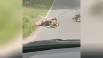 نجات آهوازچنگ مار