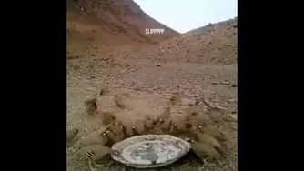 آبگذاری برای پرندگان