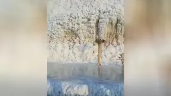 یخ زدن روباه بیچاره