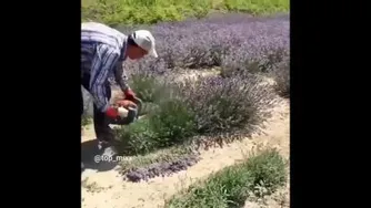 نحوه برداشت گیاه لوندر