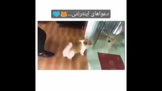 دعوای شاخ های مجازی