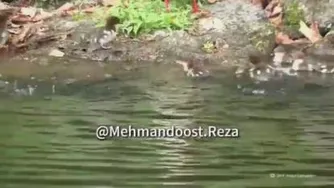 اردک های سخن گو 🤣🤣