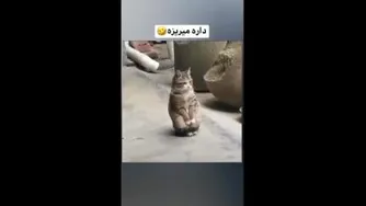 داره میریزه 😂😱😱😱😱