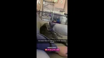 صدای لیس گربه 🤣🤣🤣