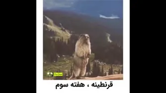 قرنطینه ،هفته سوم