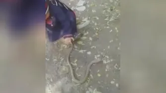 بازی بازی با سر مار هم بازی؟