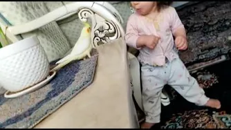 دل آرام و عروس هلندی