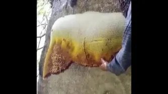 برداشت عسل وحشی