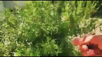 رزماری