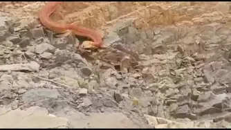 مار عظیم الجثه