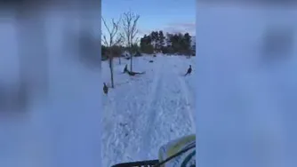 پرندگان