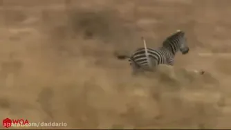 رازبقا