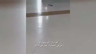 سجده کبوتر در رواق های مسجدالحرام..مکه مکرمه