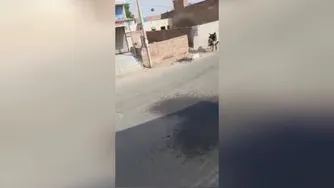 بسیار خطرناک..حمله گاو وحشی به مردم رهگذر.خ یلی باید مواظب باشیم