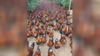 فرار میلیون ها خروس خوشرنگ و قشنگ از مزرعه