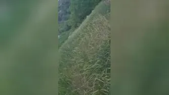 بازم عاشقتم