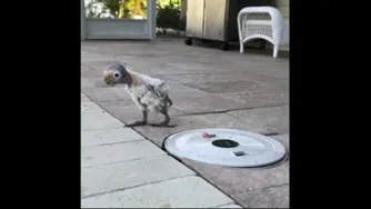کچل شدی اخی طوطیمون پر انداخته😏😂😂با صدا گذاری عالی