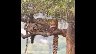 شکار شکارچی