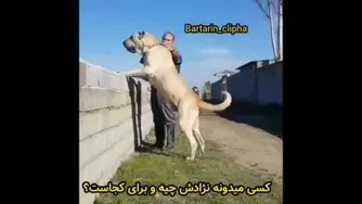 این سگه!؟؟نژادش چیه