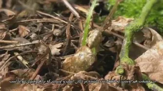 ❇️کلیپ زنده شدن دوباره - همراه با آیاتی از کلام الله قرآن کریم