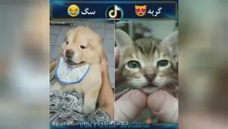 تفافت سگ و گربه