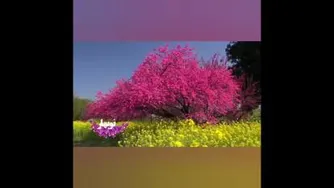 غل