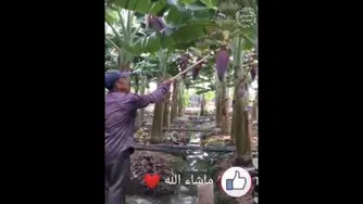 حکمت خدا را ببین
