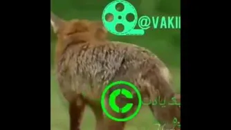 روباه