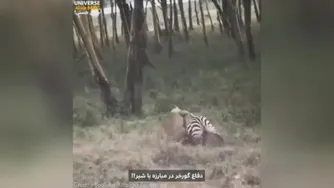 ببینید | مقاومت و مبارزه جانانه گوره‌خر مقابل شیر