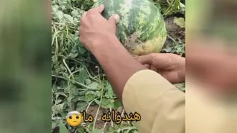 هندونه ایرونی...هندونه خارجی