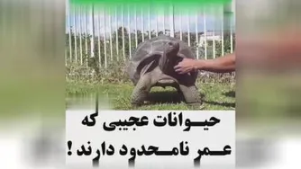 حیوانات