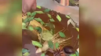 اشپزی
