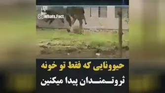 حیوانات