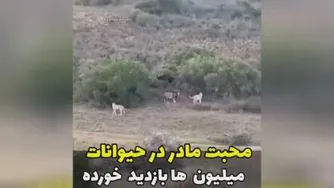 دنیای حیوانات