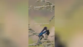 مرغ آمین