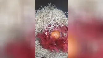 اینم کلیپ تخم گذاری مرغ