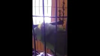 وای خدا عجب طوطی هستش