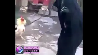 چجورم از خروسه ترسید در رفت