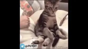 عجب گربه خابالویی