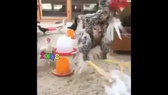 دعوای بروسلی