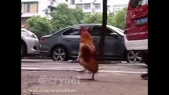 تا حالا مرغ دیده بودین سر دوتا پاهاش راه بره