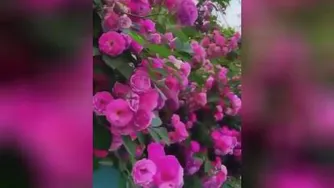 سلام صبح بخیررررر،،،