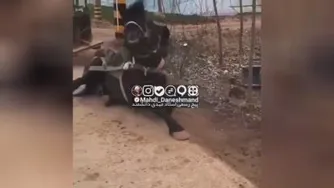 شعور اسب را ببینید