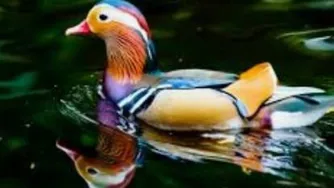 ویراژ دادن اینه