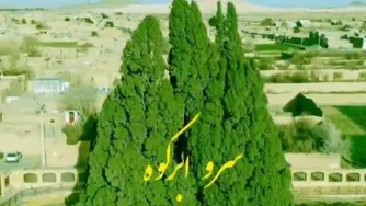 سرو ابرکوه